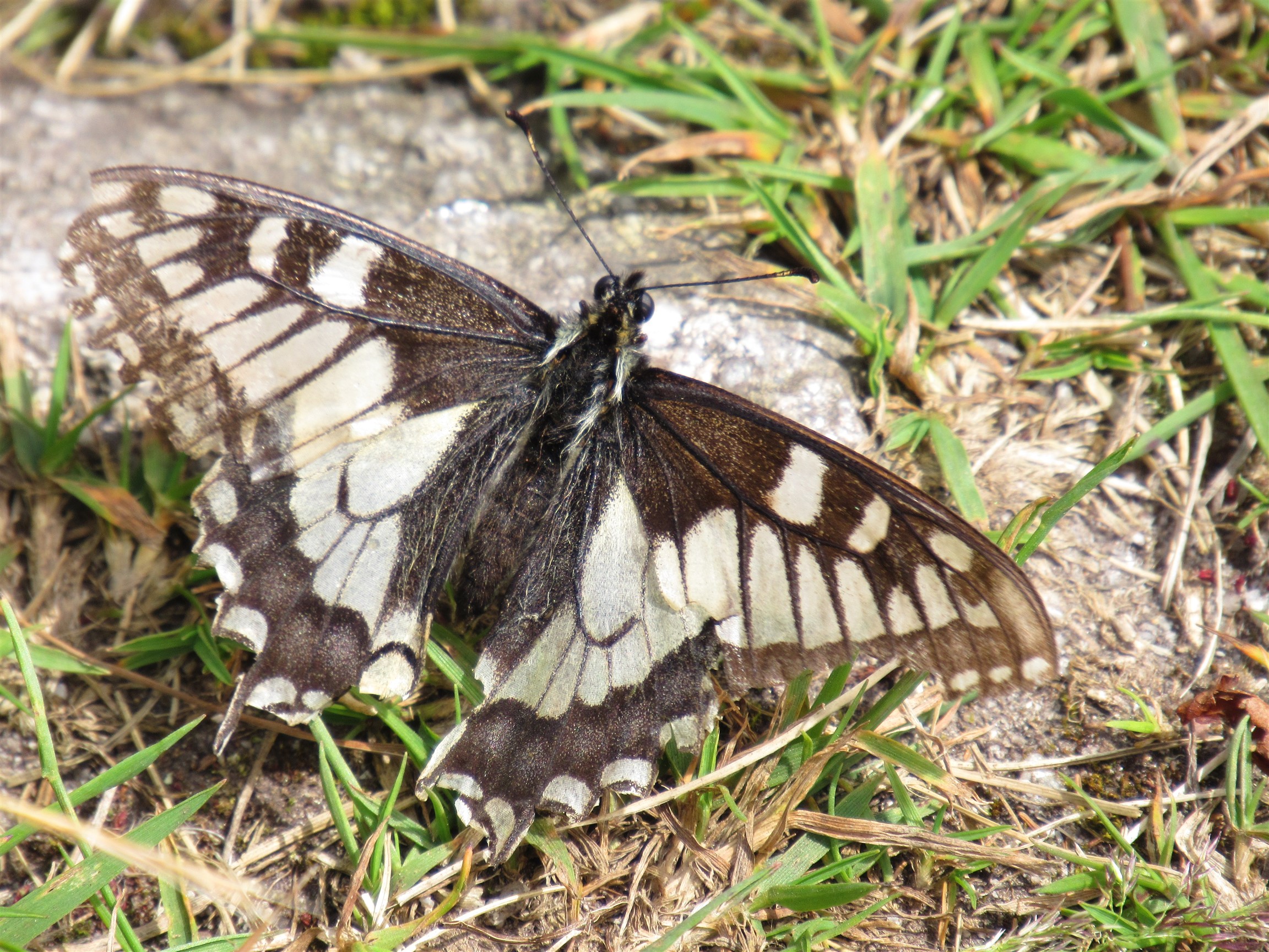 welke vlinder is dit?